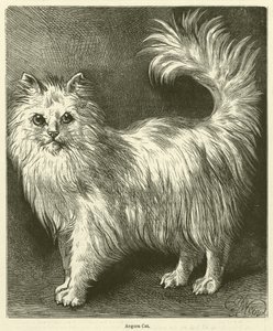 Chat Angora (gravure) - English School