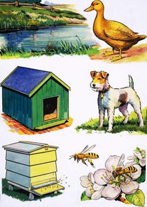 Les animaux et leurs maisons - English School