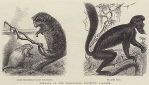 Animaux aux jardins de la Société zoologique (gravure)
