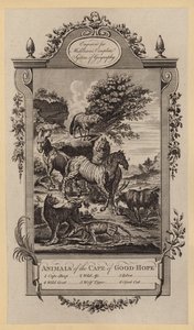 Animaux du Cap de Bonne-Espérance - English School