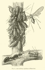 Fourmi trayant des pucerons ou des pucerons des plantes