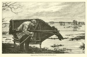 Approche du canard sauvage avec un cheval de traque - English School