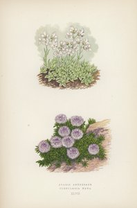 Arabis Androsace; Globularia Nana
