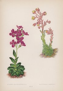 Arabis Blepharophylla; Saxifraga Ambigua - English School