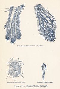 La vermine aristocratique (lithographie couleur)