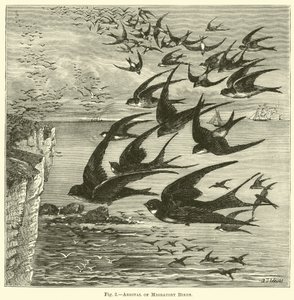 Arrivée des oiseaux migrateurs