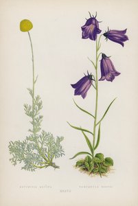 Armoise des Alpes; Campanule de Hosti