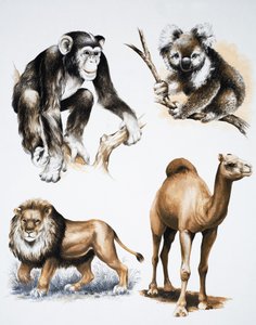 Animaux divers - English School