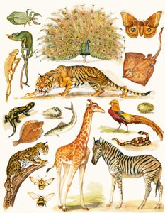 Animaux divers avec coloration intéressante