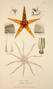 Asterias aurantiaca et Comatula carinata, pub. 1833