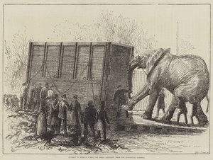 Tentative de déplacer Jumbo, le grand éléphant, du zoo (lithographie)