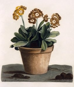 Auricula dans un pot, vers 1840 - English School