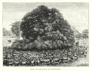 Australie : moutons à l