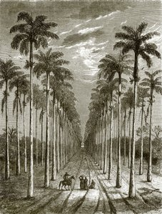 Avenue de palmiers menant à une résidence à Cuba