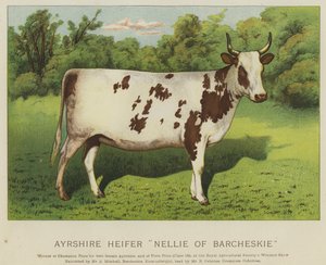Génisse Ayrshire "Nellie de Barcheskie" - English School