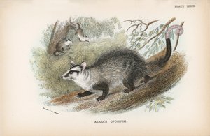 Opossum d