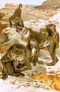 Baboons - English School