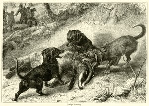 Chasse au blaireau - English School