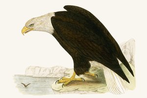 Aigle royal, illustration de 