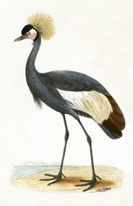 Grue des Baléares, illustration de 