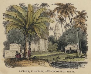 Bananier, plantain et cocotier