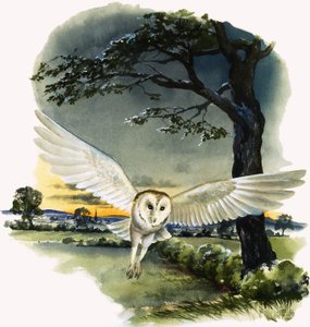 Chouette effraie en vol, illustration de "Peeps at Nature".