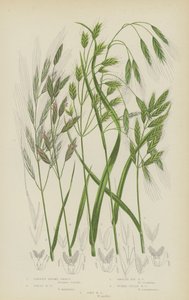 Brome stérile, Brome géant, Brome lisse, Brome des champs tumide, Brome mou - English School