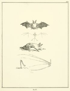 Chauve-souris (gravure) - English School