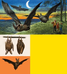 Chauves-souris - English School