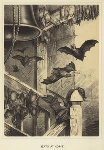 Chauves-souris à la maison