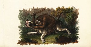 Combat entre un bouledogue et Jack, un singe cinghalais, à Worcester, Angleterre - English School