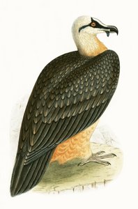 Vautour barbu, illustration de 