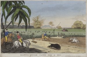 Battre des cannes à sucre pour un cochon - English School