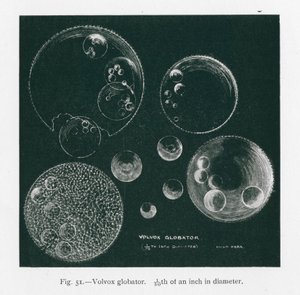 Les beautés de la nature : Volvox Globator (litho) - English School