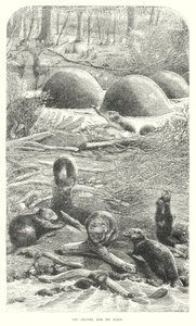 Castors (gravure) - English School