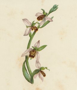 Ophrys abeille, Ophrys Apifera - English School