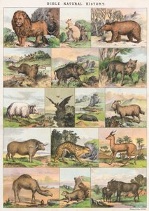 Histoire naturelle de la Bible
