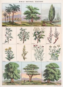 Histoire naturelle de la Bible - English School