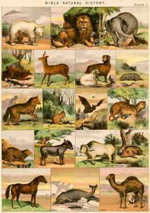 Histoire Naturelle de la Bible