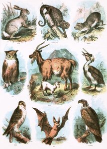 Illustrations bibliques