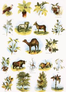 Illustrations bibliques