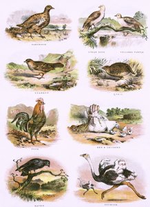 Histoire naturelle biblique - English School
