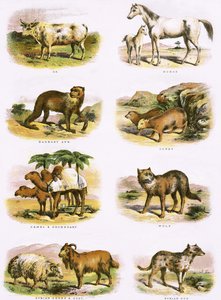 Histoire naturelle biblique
