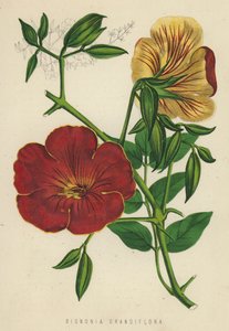 Bignonia Grandiflora - English School