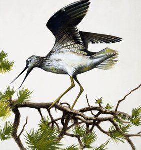 Oiseau - English School