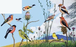 Oiseaux