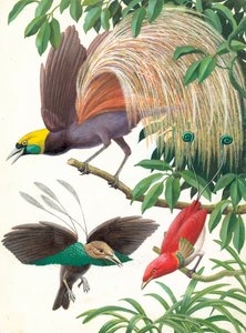 Oiseaux de paradis - English School