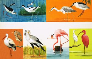 Oiseaux aux longues pattes