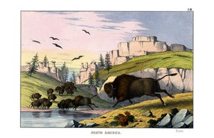 Bison - English School