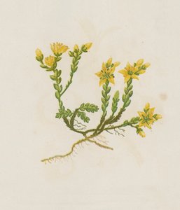 Orpin âcre, Sedum Acre - English School